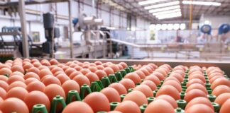 Exportações de ovos fecham 2023 com crescimento de 168,1%
