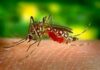 Dengue: Brasil tem 12 mortes e mais de 120 mil casos prováveis