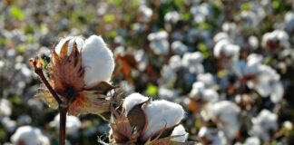 Instabilidade climática impacta plantio do algodão, mas estimativa é de boa produção