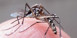 Maranhão: 8,4 mil escolas públicas participam de mobilização nacional contra a dengue