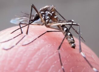 Maranhão: 8,4 mil escolas públicas participam de mobilização nacional contra a dengue