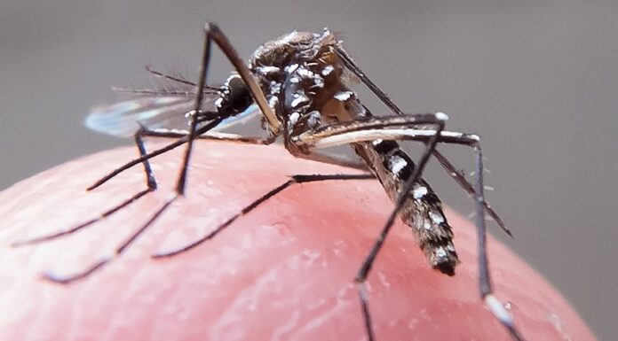 Maranhão: 8,4 mil escolas públicas participam de mobilização nacional contra a dengue