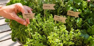 Plantas medicinais podem ser usadas como métodos alternativos à saúde bucal, diz especialista