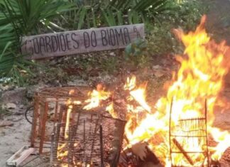 Polícia prende nove pessoas durante operação contra crimes ambientais em três cidades do MA