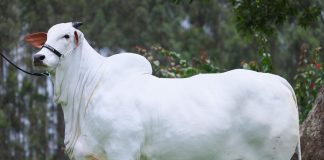 Carina FIV do Kado, a vaca recordista mundial de valorização: R$ 24 milhões