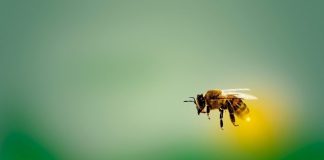 Agricultura regenerativa: uma estratégia para proteger as abelhas e garantir o futuro do planeta