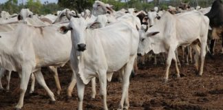 Maranhão se destaca na produção agropecuária e ultrapassa 10 milhões de cabeças do rebanho bovino