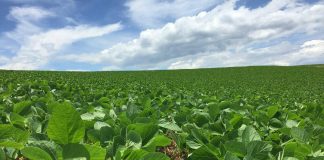 Em Balsas agricultores comemoram lei sancionada por Carlos Brandão