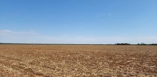 Saiba qual é a importância do vazio sanitário da soja