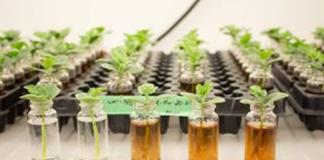 Intensas variações climáticas, seja com estiagem ou chuvas, comprometem a saúde do solo. A resposta está nas biossoluções, que são eficazes e sustentáveis