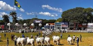 Nelore leva à 90ª Expozebu mais de 1.148 animais, com 155 expositores de 16 estados