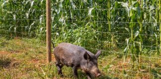 Milho em risco: javaporcos ameaçam lavouras em pleno período de festas juninas