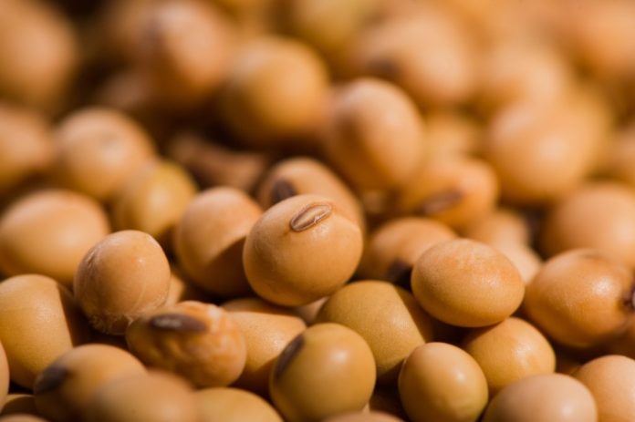 Soja-intensifica-baixas-em-Chicago-nesta-2a-feira-com-perdas-1024x681