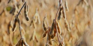 Solos ricos em micronutrientes elevam produção e qualidade da soja