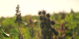 Bahia e Mato Grosso: Mamona tem melhor avanço na regeneração do solo