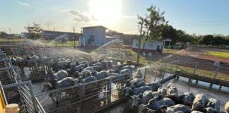 Pelo segundo ano consecutivo, Igarapé do Meio (MA) recebe o Circuito Nelore de Qualidade
