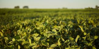 Combate à ferrugem asiática ganha reforço com práticas regenerativas e respeito ao vazio sanitário