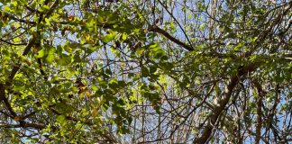 Associação Caatinga cria sua primeira RPPN no estado do Piauí