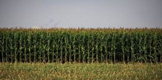 Safra 2024/2025: Rondônia colhe resultados acima do esperado, diz Conab