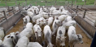 Circuito Nelore de Qualidade: mais de 980 animais serão avaliados em Itapetinga (BA)