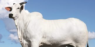 Donna, a vaca de R$ 54 milhões. Recorde mundial de preços