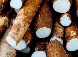 Mandioca deve ter safra recorde em 2025